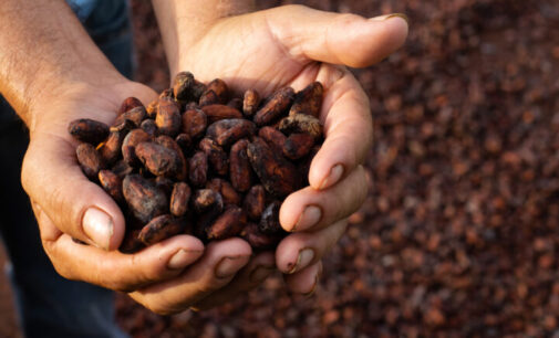 NEPC: Nigeria exported $500m worth of cocoa beans in 2021