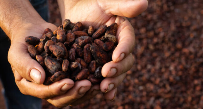 NEPC: Nigeria exported $500m worth of cocoa beans in 2021