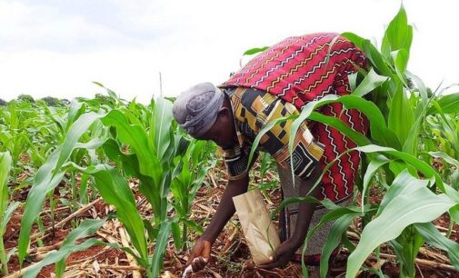 Food security: ECOWAS seeks subsidy on fertilisers to improve access