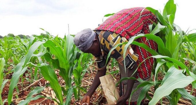 Food security: ECOWAS seeks subsidy on fertilisers to improve access