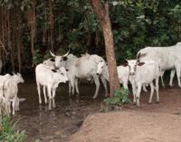 UNCOVERED: Inside Oyo community where butchers prepare beef with polluted water