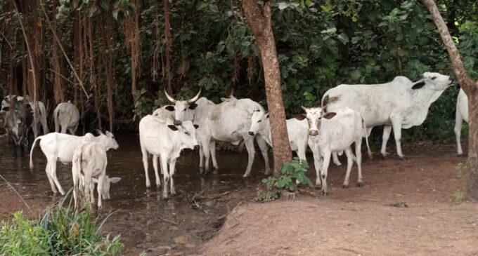 UNCOVERED: Inside Oyo community where butchers prepare beef with polluted water