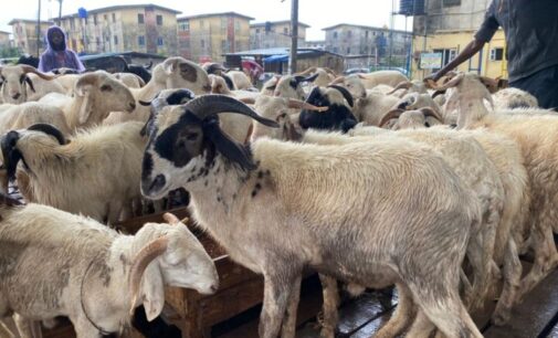 ‘300k for big size’ — sellers lament low patronage as ram prices soar ahead of Eid