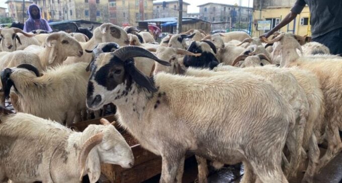 ‘300k for big size’ — sellers lament low patronage as ram prices soar ahead of Eid