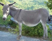 Traders, CSO clash over bill seeking blanket ban on slaughtering of donkeys