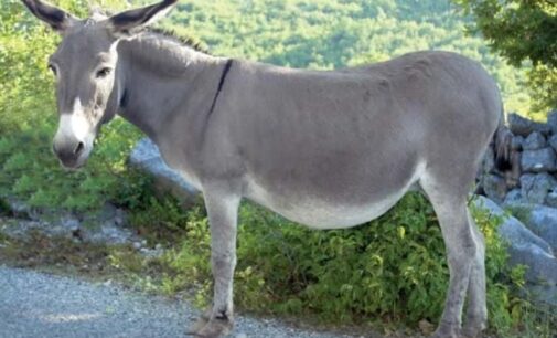 Traders, CSO clash over bill seeking blanket ban on slaughtering of donkeys