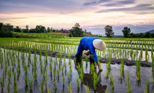 Yobe, Chinese investors partner to develop 10,000 hectares rice plantation project