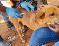 ‘Patient was seen biting humans’ — association raises alarm over ‘rabies case’ in Kaduna