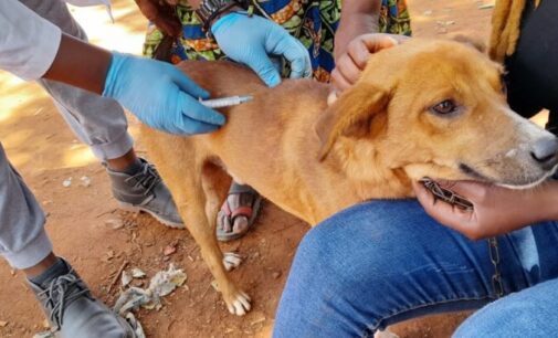 ‘Patient was seen biting humans’ — association raises alarm over ‘rabies case’ in Kaduna