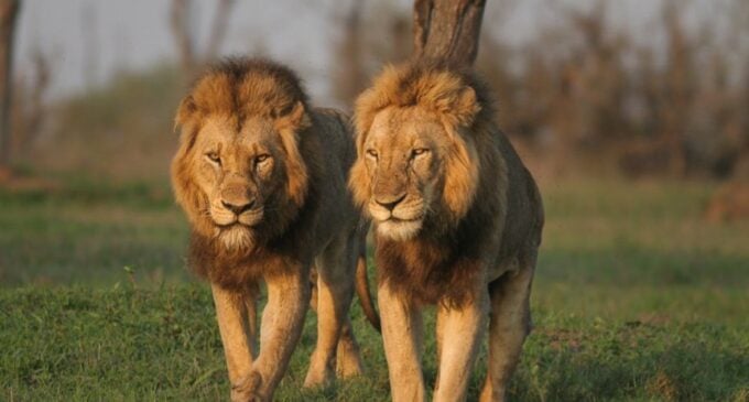 World Lion Day: Nigeria’s most iconic species now on verge of extinction, says WildAid
