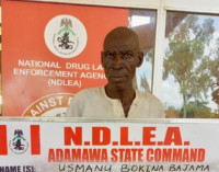75-year-old ‘owner’ of Indian hemp plantation arrested by NDLEA