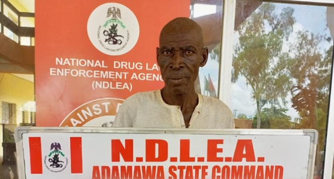 75-year-old ‘owner’ of Indian hemp plantation arrested by NDLEA