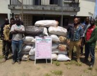 NDLEA arrests 8 ‘bandits’ in Ondo forest, recovers explosives
