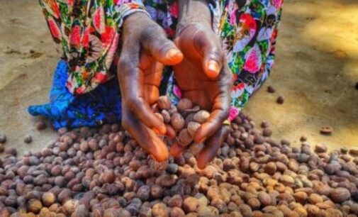 Non-oil exports: NEPC reiterates commitment to position shea products in global market