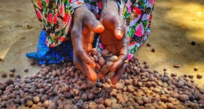 Non-oil exports: NEPC reiterates commitment to position shea products in global market