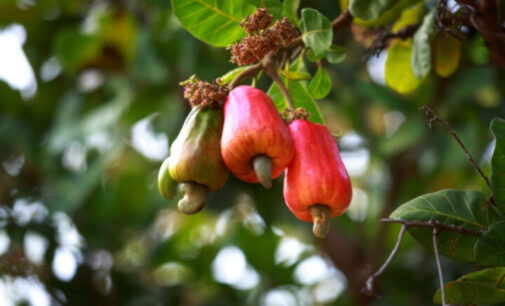 FG: Nigeria made $250m from cashew nut exports in 2022