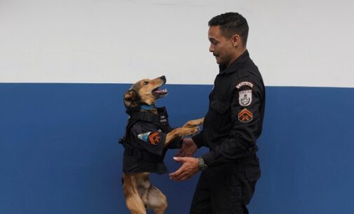 Meet Corporal Oliveira, the police dog turned internet sensation in Brazil