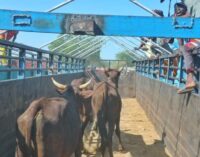 Borno re-opens cattle market — 6 years after closure over ‘activities of insurgents’