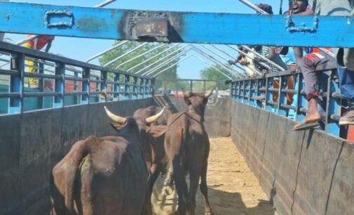 Borno re-opens cattle market — 6 years after closure over ‘activities of insurgents’