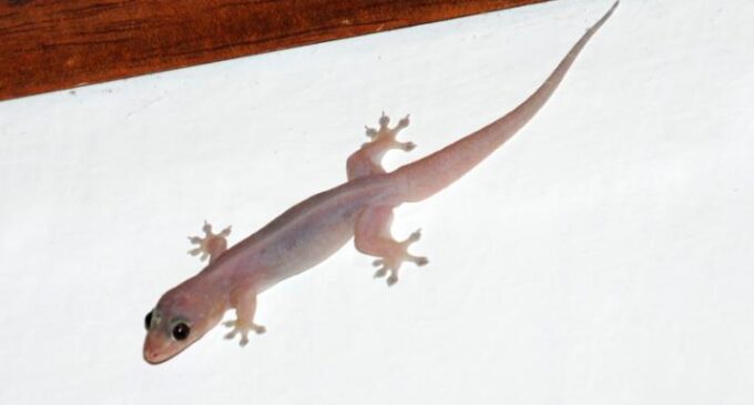 Family of 6 dies mysteriously after ‘eating food trampled by wall gecko’