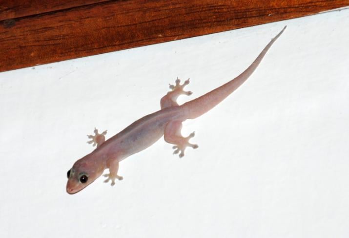 Wall gecko
