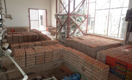 ‘People aren’t buying our eggs’ — entrepreneur bemoans low patronage amid naira scarcity