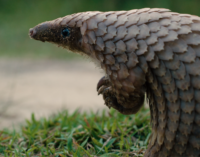 World Pangolin Day: Nigerian celebrities call for protection of pangolins by reducing bushmeat demand