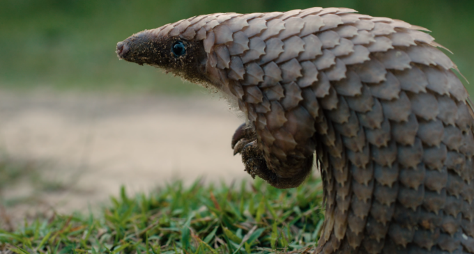 World Pangolin Day: Nigerian celebrities call for protection of pangolins by reducing bushmeat demand