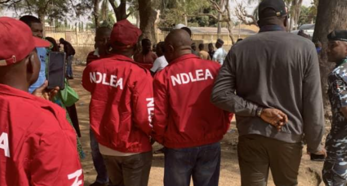 NDLEA seizes 82kg Indian hemp ‘concealed inside cassava flour’ in Delta