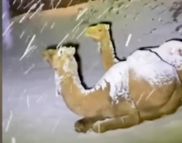 FACT CHECK: Does video of camels show Saudi Arabia’s first snowfall in 100 years?