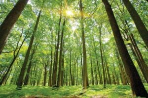 Rambouillet Forest