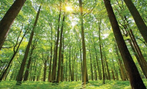 FRIN: Forest protection important in mitigating climate change impacts