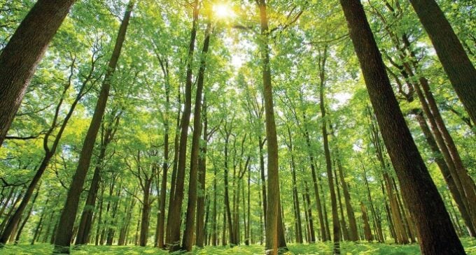 Climate Facts: 12m hectares of forest destroyed yearly, says UN