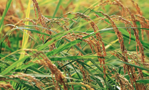 African farmers reap rewards of flood-tolerant rice