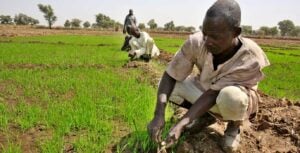A rice farmer in northern Nigeria