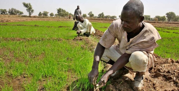 A rice farmer in northern Nigeria