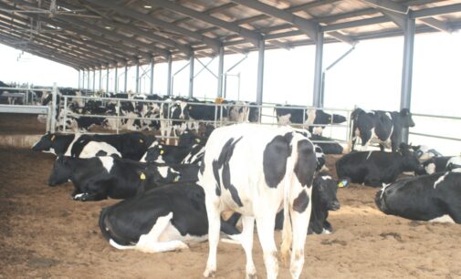 Boosting dairy value chain in Nigeria, the Arla Foods example