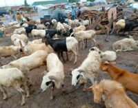 ‘They may have anthrax’ — FG warns against slaughtering sick animals for Eid al-Adha