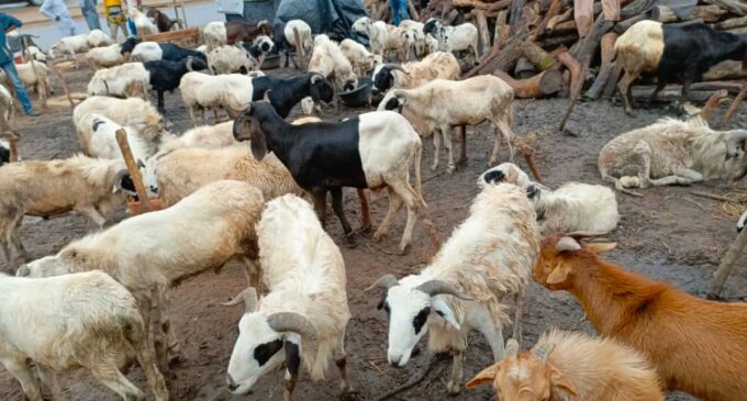 ‘They may have anthrax’ — FG warns against slaughtering sick animals for Eid al-Adha