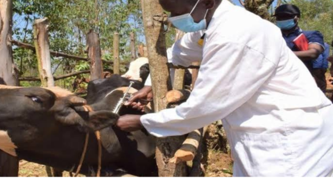 Anthrax disease: FCTA begins mass vaccination of cattle, targets 1m in four weeks