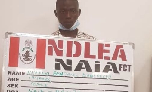 NDLEA arrests student for attempting to export meth concealed in crayfish