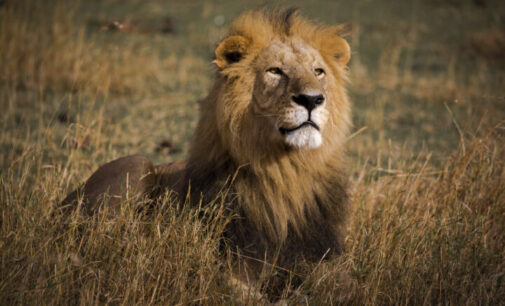 West African lions can make a comeback if protected, says Wild Africa Fund