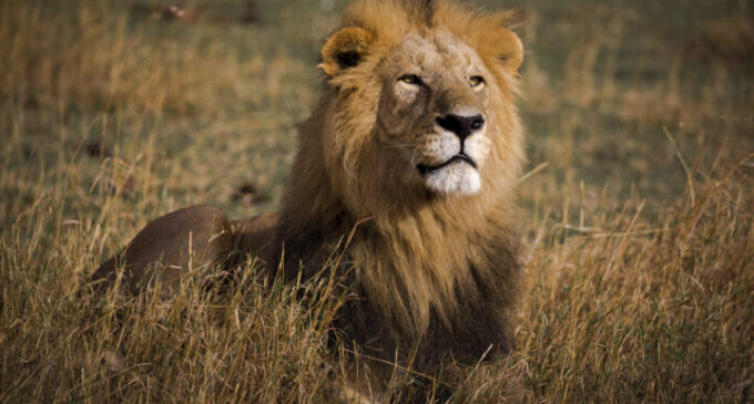 West African lions can make a comeback if protected, says Wild Africa Fund