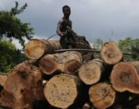 Cross River dissolves anti-deforestation task force, lifts ban on logging