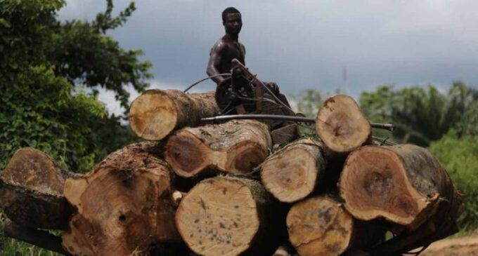 Cross River dissolves anti-deforestation task force, lifts ban on logging