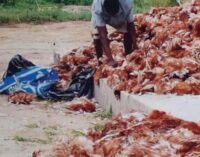 Over 25,000 poultry killed as flood ravages farm in Anambra