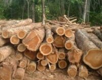 Taraba convicts 46 persons for illegal mining, tree felling