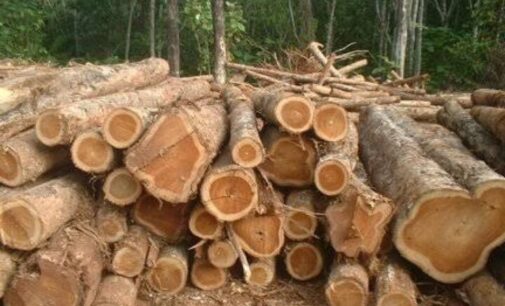 Taraba convicts 46 persons for illegal mining, tree felling