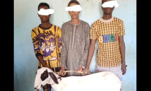 EXTRA: Police arrest three men for ‘stealing sheep’ in Jigawa