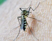 13 cases confirmed as NCDC announces outbreak of dengue fever in Sokoto
